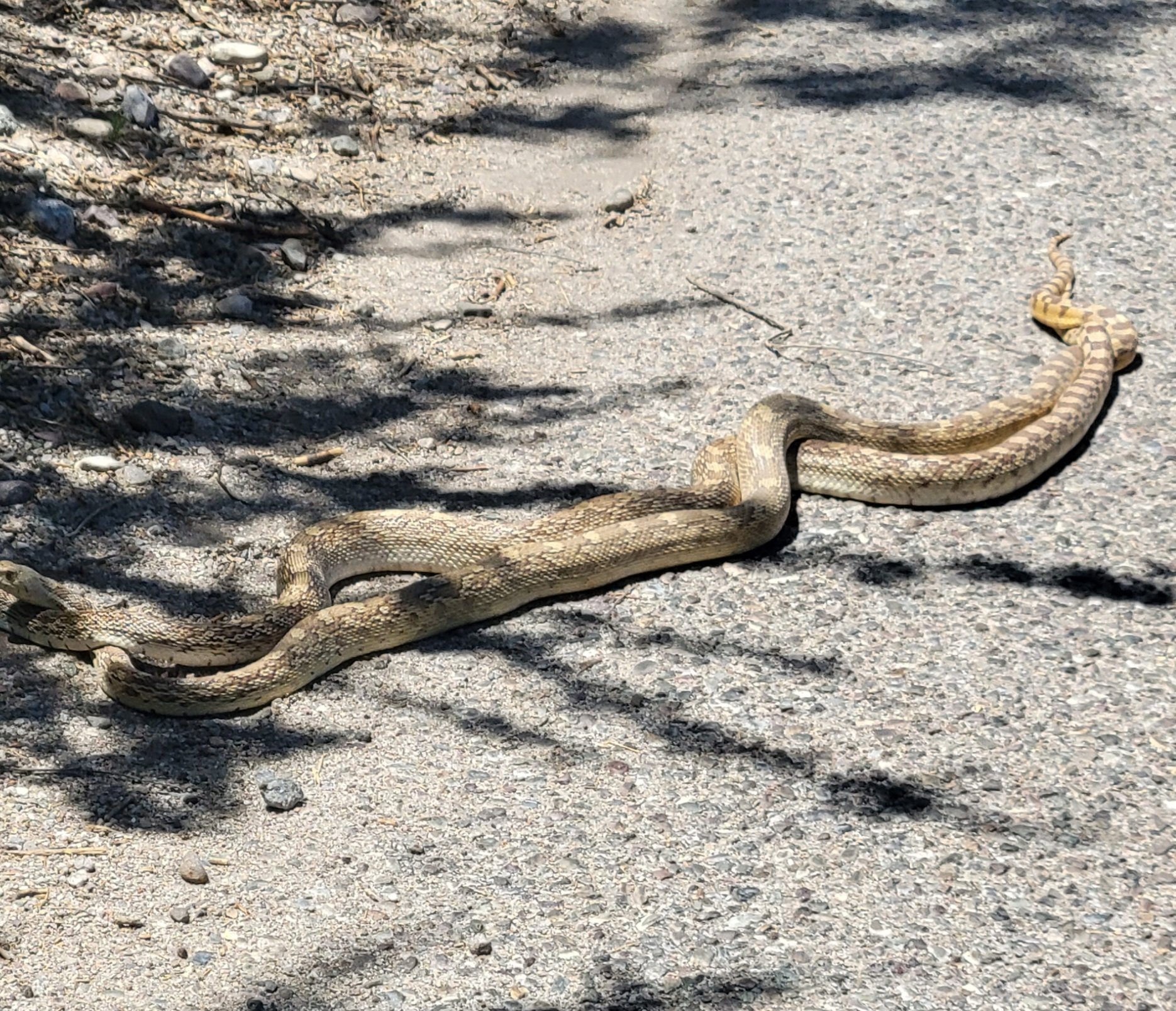 2022-2023 - Snakes on Hole 10